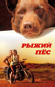 Рыжий пес