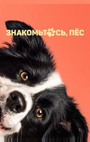 Знакомьтесь, пёс