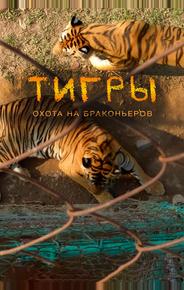 Тигры: Охота на браконьеров