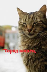 Кот