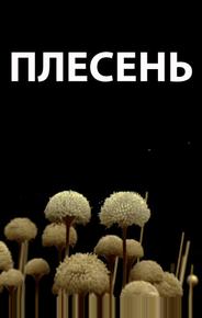 Плесень